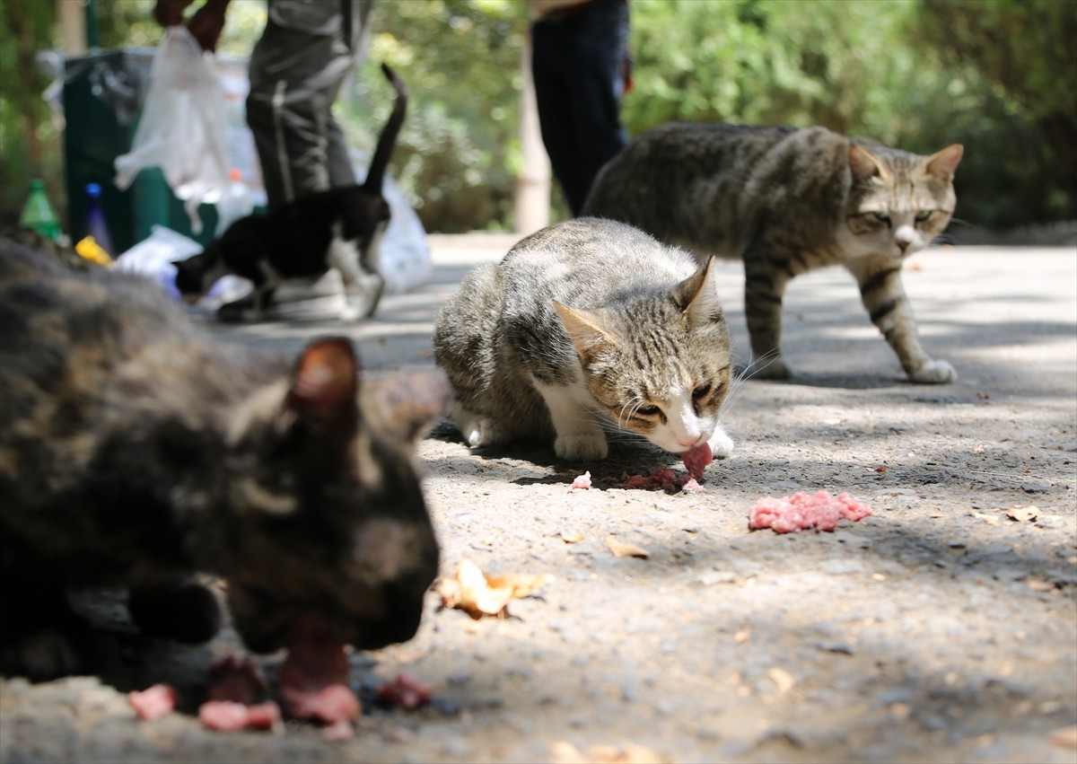 İran’ın başkenti Tahran’ın merkezinde yer alan kentin en eski ve en büyük parklarından Lale Parkı...