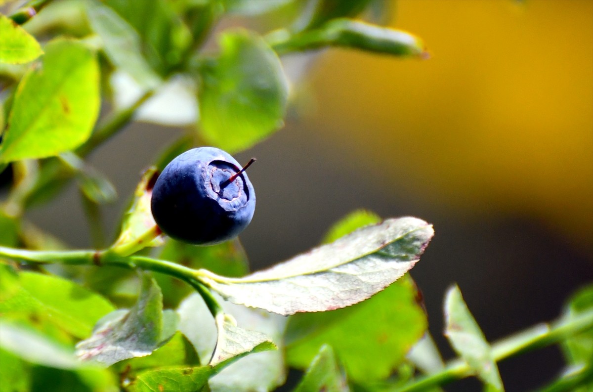 Kars'ın Sarıkamış ilçesinde vatandaşlar, kışlık reçel yapmak için 2 bin 500 rakımda, sarıçam...