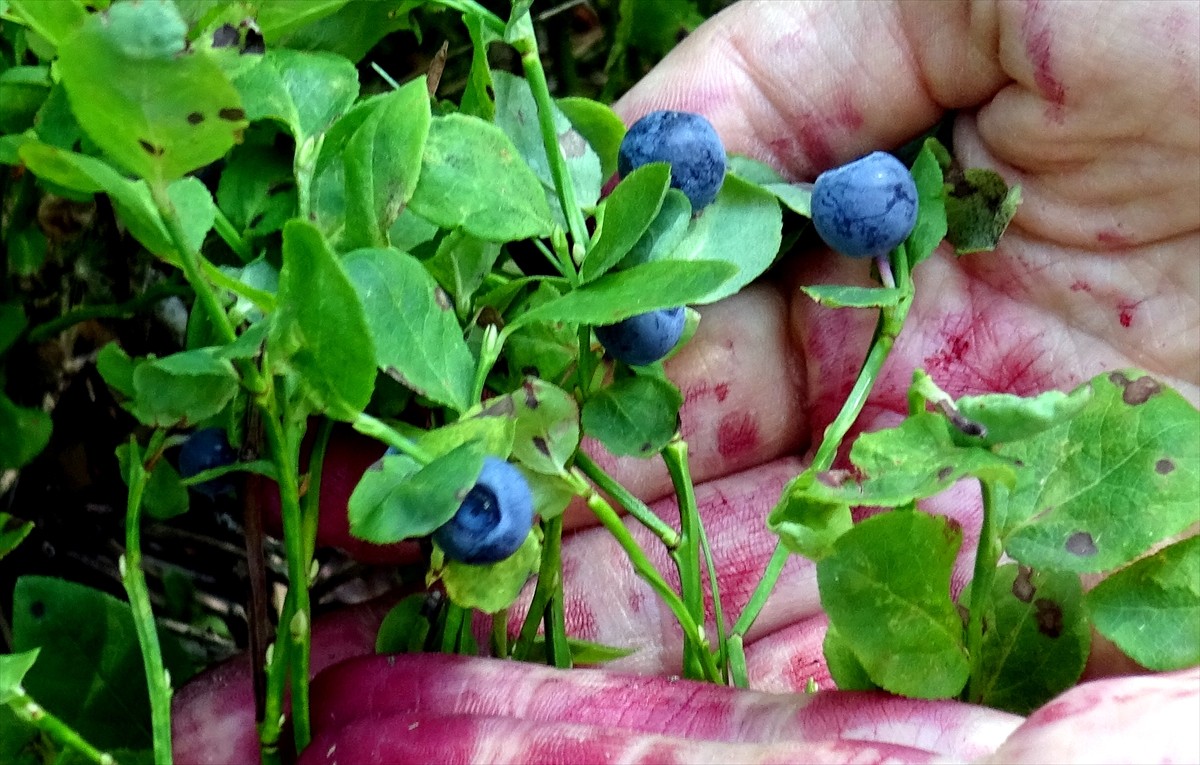 Kars'ın Sarıkamış ilçesinde vatandaşlar, kışlık reçel yapmak için 2 bin 500 rakımda, sarıçam...