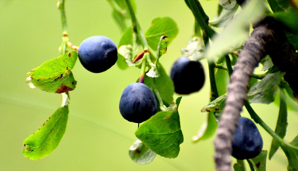 Kars'ın Sarıkamış ilçesinde vatandaşlar, kışlık reçel yapmak için 2 bin 500 rakımda, sarıçam...