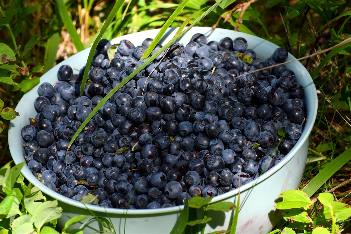 Kars'ın Sarıkamış ilçesinde vatandaşlar, kışlık reçel yapmak için 2 bin 500 rakımda, sarıçam...