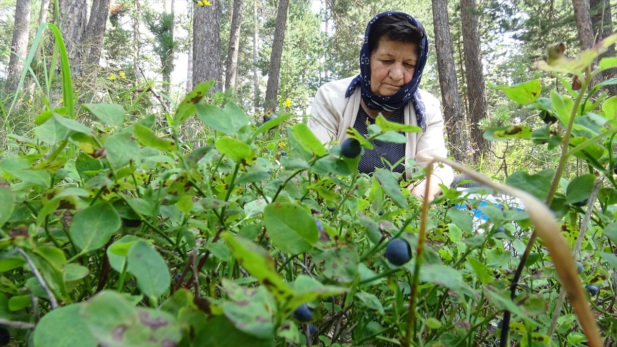Kars'ın Sarıkamış ilçesinde vatandaşlar, kışlık reçel yapmak için 2 bin 500 rakımda, sarıçam...