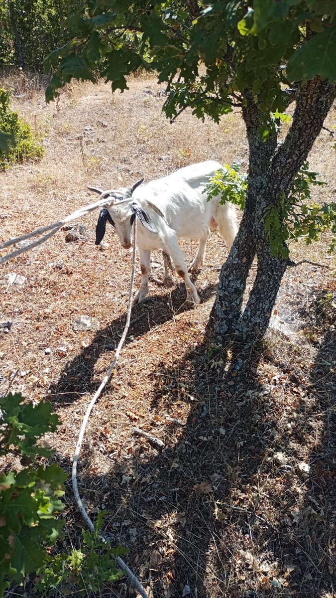 Kırklareli'nde mağaradaki çukura düşerek mahsur kalan keçi, AFAD görevlilerince kurtarıldı.
