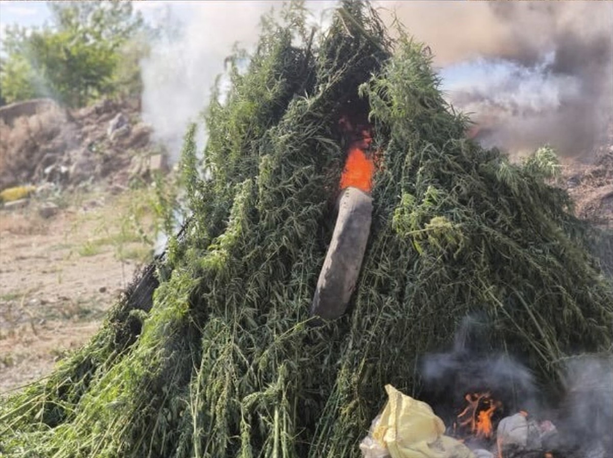 Kırklareli'nin Babaeski ilçesindeki ayçiçeği tarlasında, 575 bin 541 kök Hint keneviri ele...