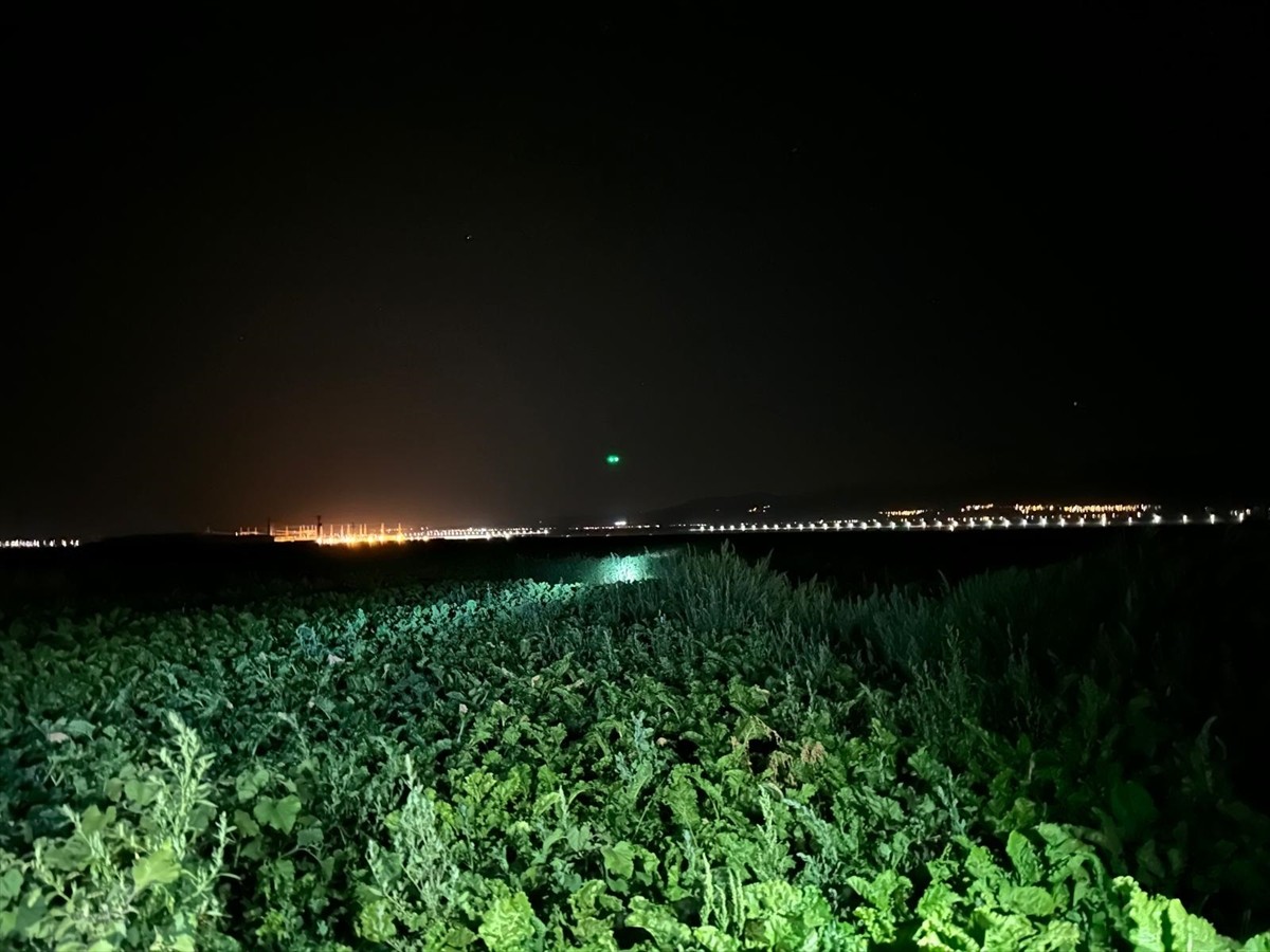 Konya'nın Karapınar ilçesine bağlı Seyit Hacı Yaylası yakınında bulunan pancar tarlasında, akşam...