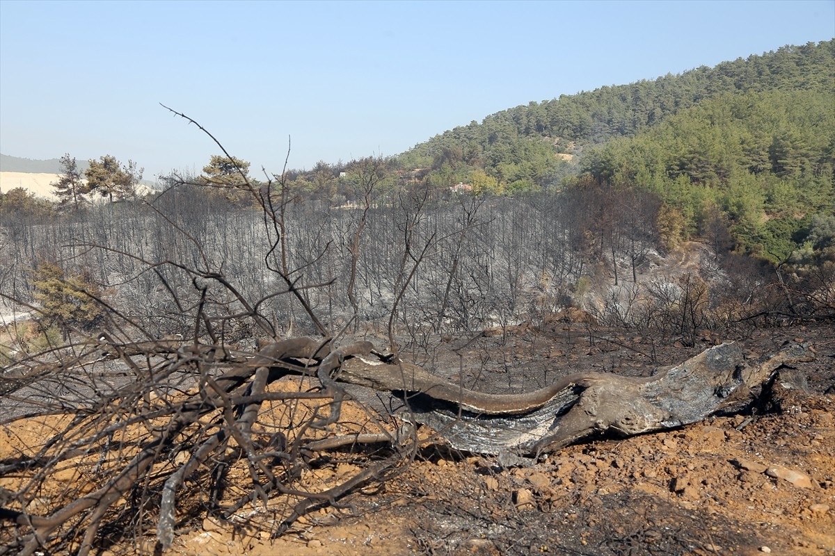 Muğla'nın Milas ilçesinde çıkan orman yangını kara ve hava ekiplerinin müdahalesiyle kontrol...