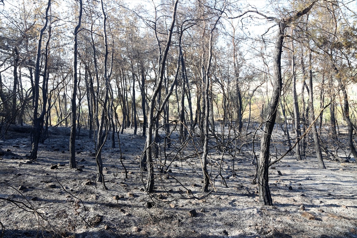 Muğla'nın Milas ilçesinde çıkan orman yangını kara ve hava ekiplerinin müdahalesiyle kontrol...