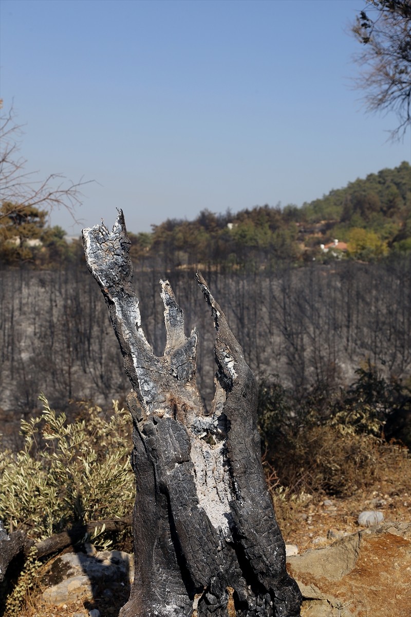 Muğla'nın Milas ilçesinde çıkan orman yangını kara ve hava ekiplerinin müdahalesiyle kontrol...
