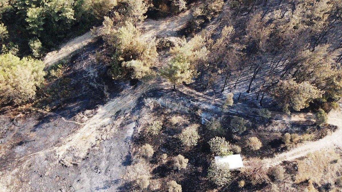 Muğla'nın Milas ilçesinde çıkan orman yangını kısmen kontrol altına alındı. Yangında yaklaşık 60...