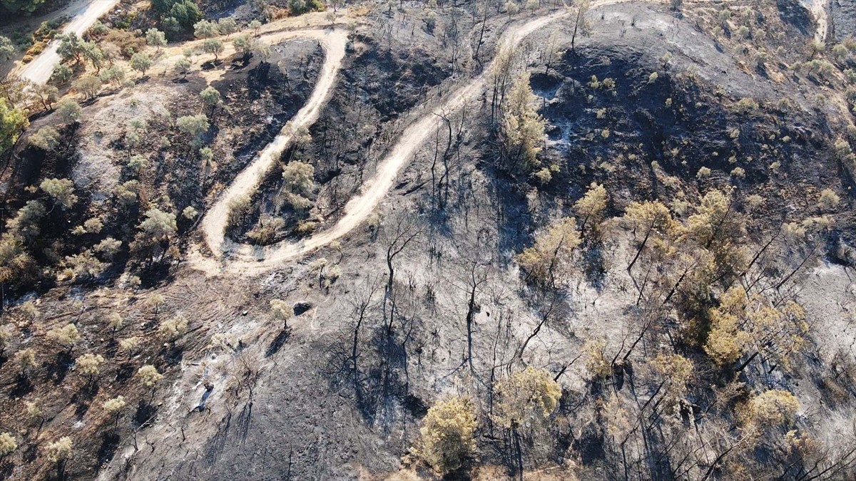 Muğla'nın Milas ilçesinde çıkan orman yangını kısmen kontrol altına alındı. Yangında yaklaşık 60...