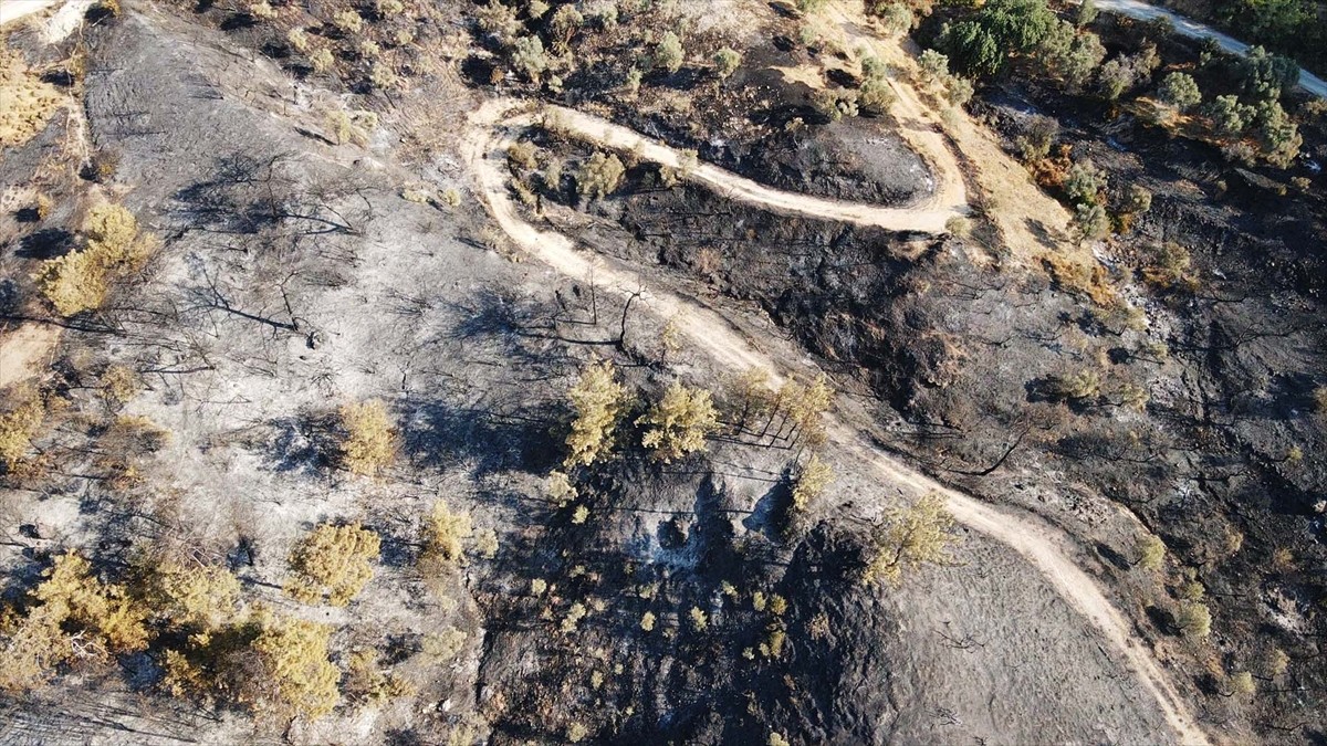 Muğla'nın Milas ilçesinde çıkan orman yangını kısmen kontrol altına alındı. Yangında yaklaşık 60...