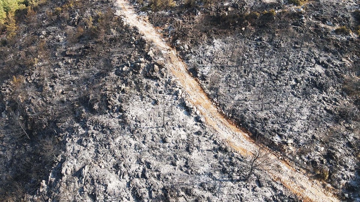 Muğla'nın Milas ilçesinde çıkan orman yangını kısmen kontrol altına alındı. Yangında yaklaşık 60...