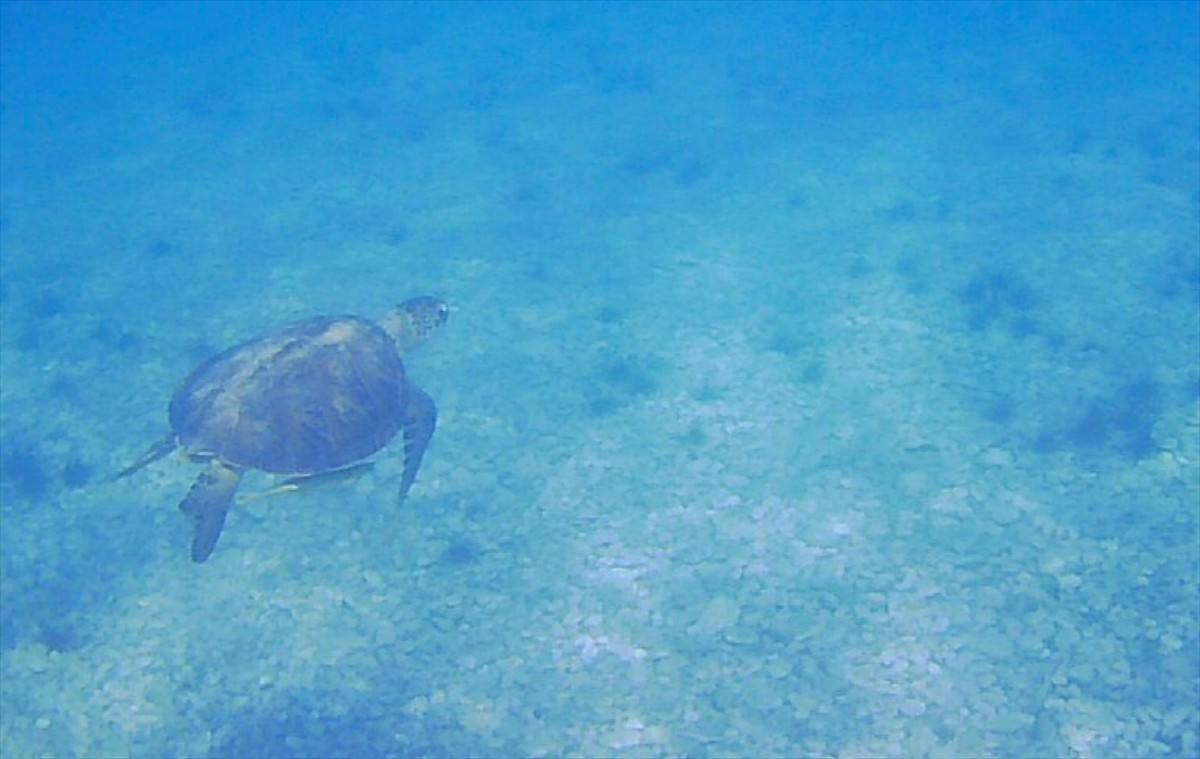 Muğla'nın Milas ilçesine deniz çayırlarıyla beslenen yeşil deniz kaplumbağaları Anadolu Ajansı...