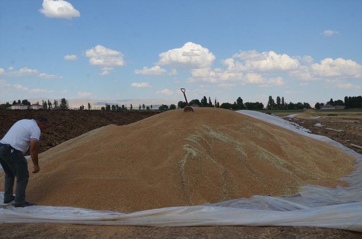 Muş'ta çiftçiler, hasadı tamamlanan buğday ve arpada yüksek rekolte elde etmenin sevincini...