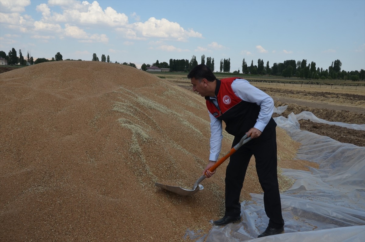 Muş'ta çiftçiler, hasadı tamamlanan buğday ve arpada yüksek rekolte elde etmenin sevincini...