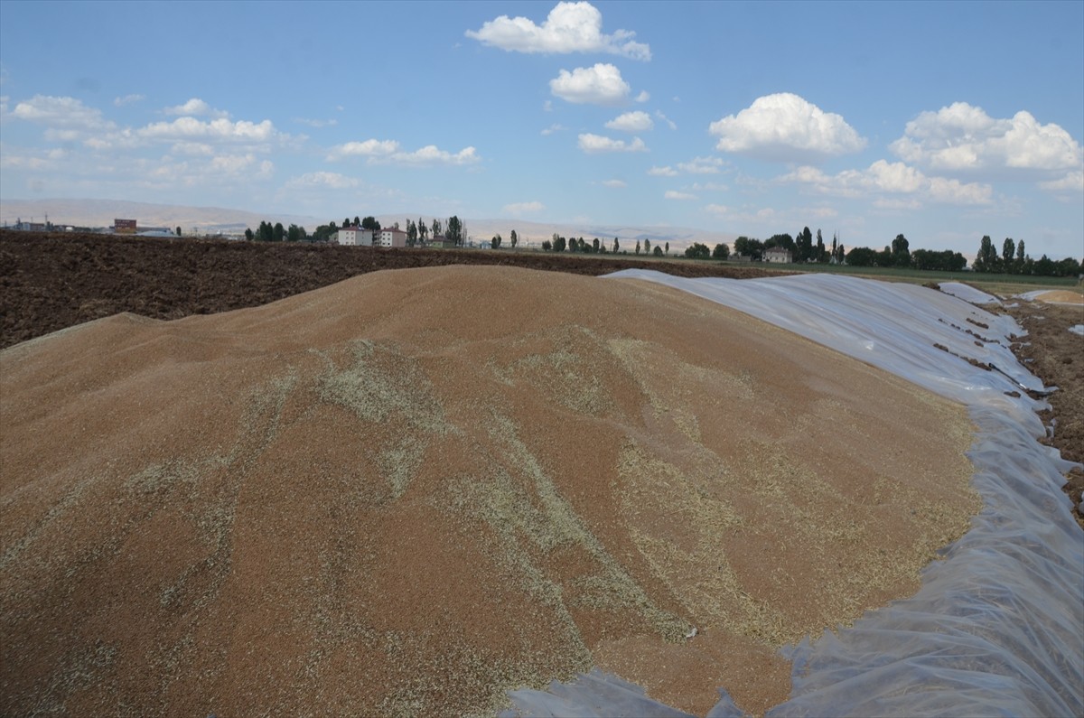Muş'ta çiftçiler, hasadı tamamlanan buğday ve arpada yüksek rekolte elde etmenin sevincini...