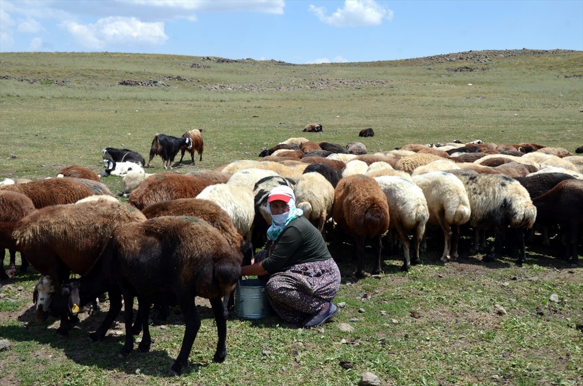 Muş'un Varto ilçesinde berivanlar (süt sağan kadın), sıcak havaya rağmen her gün atlarla yaklaşık...