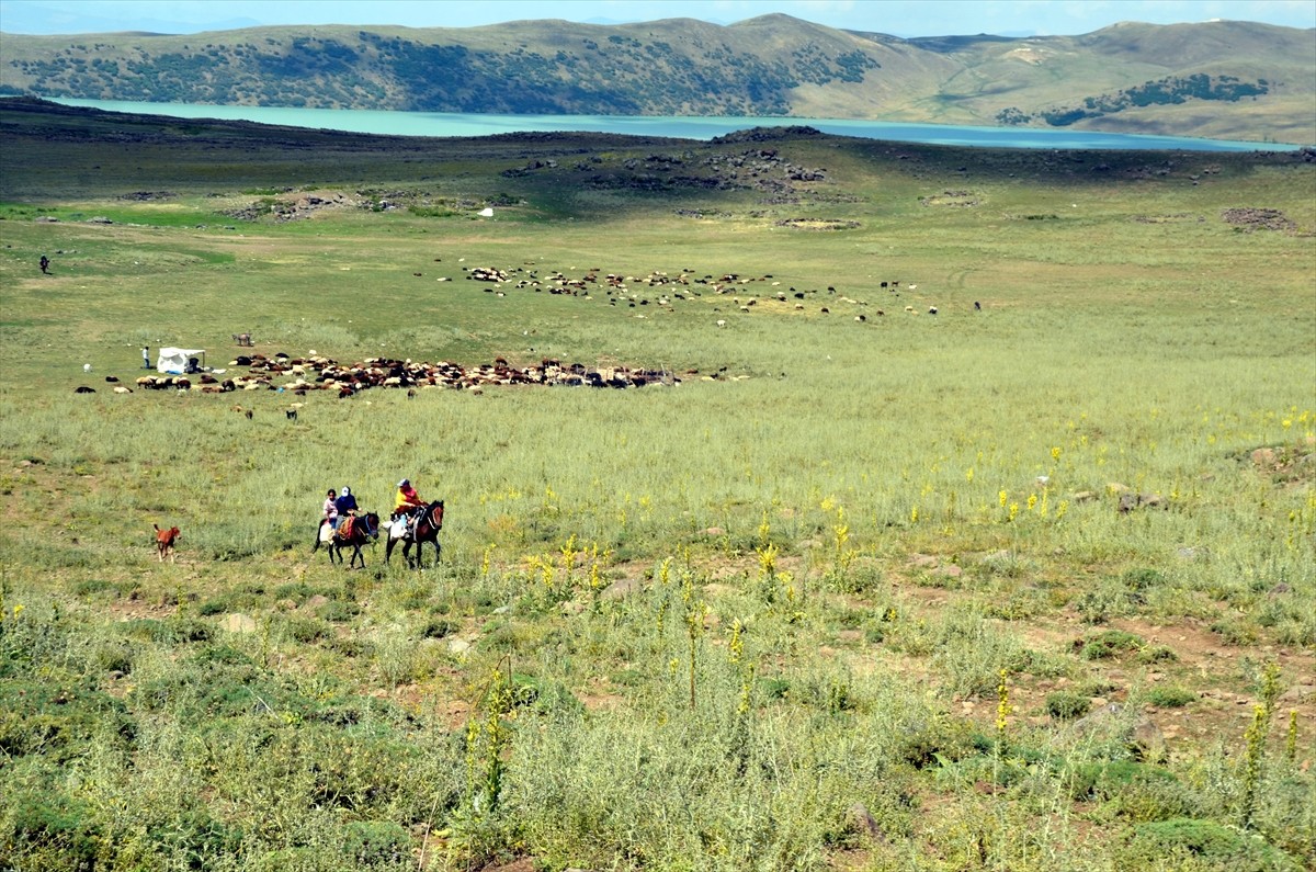 Muş'un Varto ilçesinde berivanlar (süt sağan kadın), sıcak havaya rağmen her gün atlarla yaklaşık...