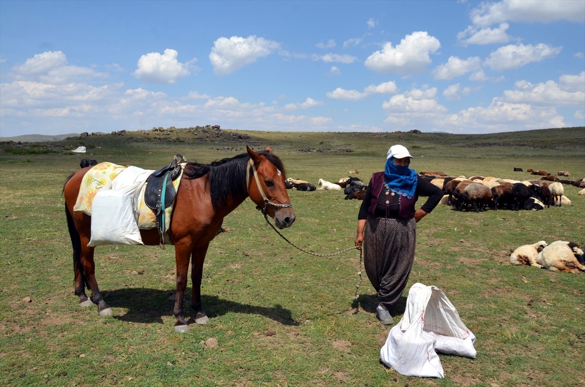 Muş'un Varto ilçesinde berivanlar (süt sağan kadın), sıcak havaya rağmen her gün atlarla yaklaşık...