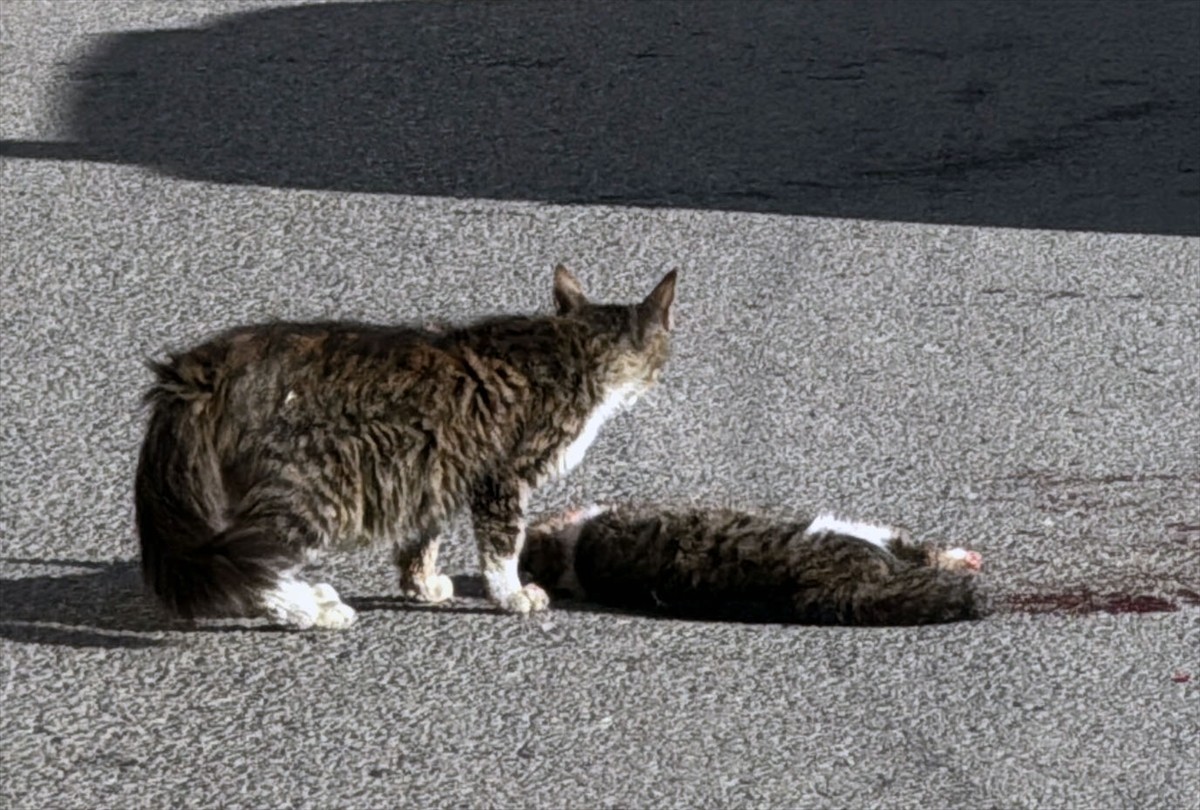 Sivas'ta sahipsiz kedi yavrusunun, araç çarparak telef olan bir kedinin başından ayrılmaması...