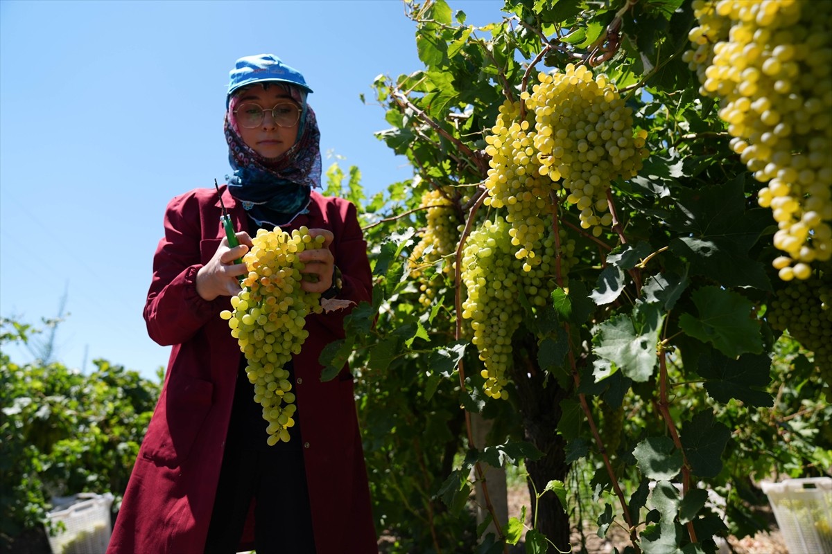 Tarım ve Orman Bakanı İbrahim Yumaklı, Manisa'nın Saruhanlı ilçesine bağlı Hacırahmanlı...