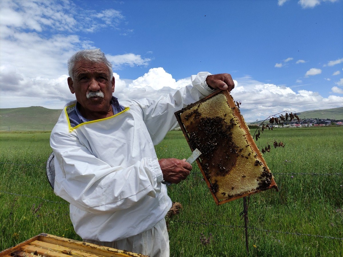 Türk Patent ve Marka Kurumunca coğrafi işaretle tescillenen "Ardahan çiçek balı"nda hasat dönemi...