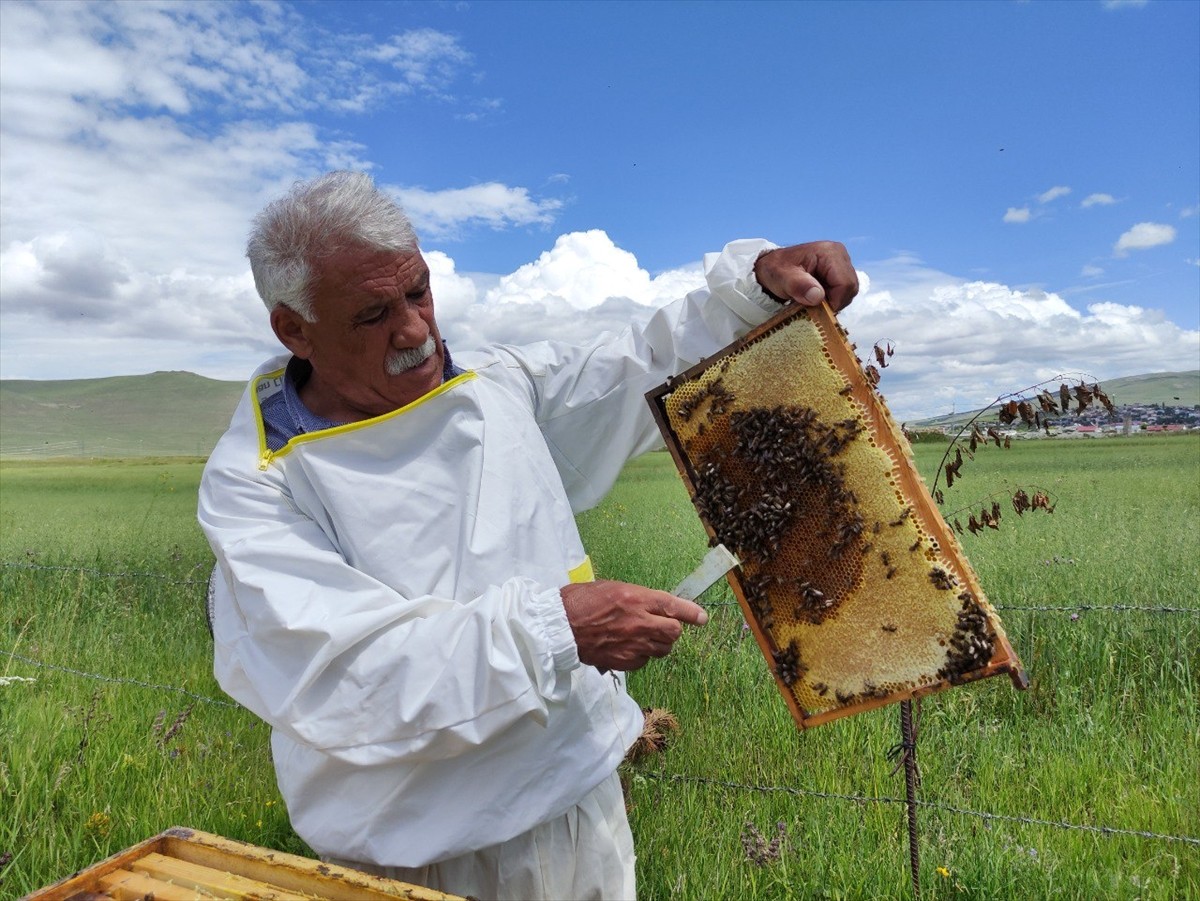 Türk Patent ve Marka Kurumunca coğrafi işaretle tescillenen "Ardahan çiçek balı"nda hasat dönemi...