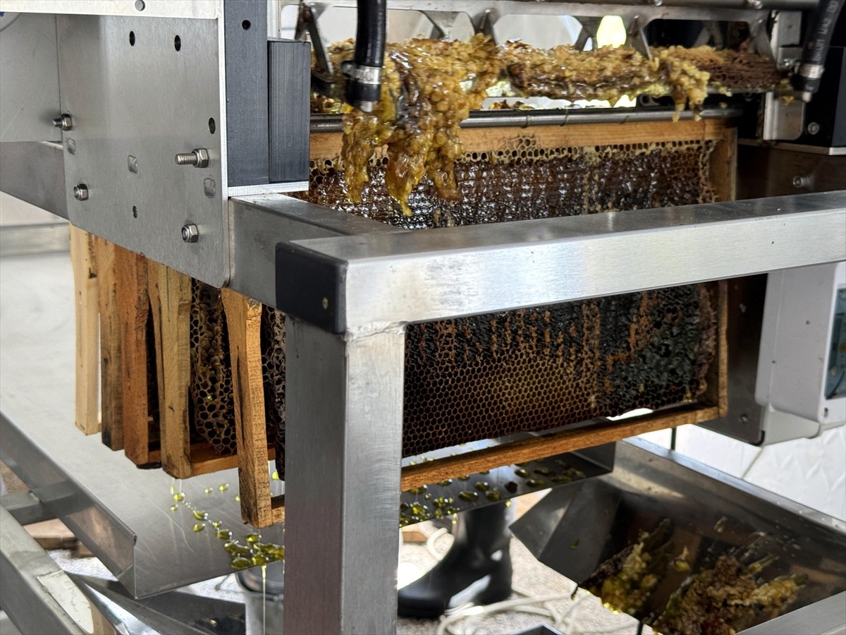 Türk Patent ve Marka Kurumunca coğrafi işaretle tescillenen "Ardahan çiçek balı"nın Kafkas Arısı...