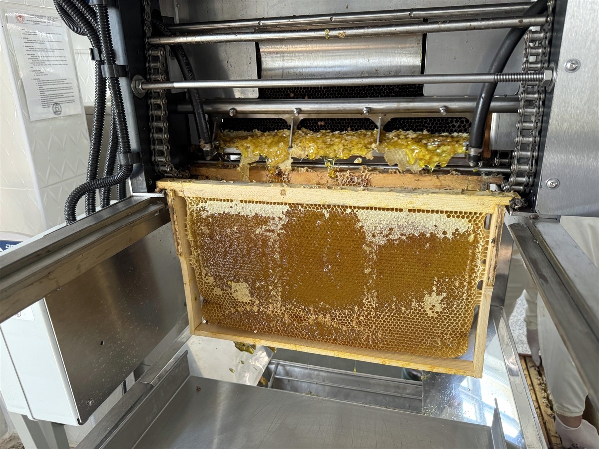 Türk Patent ve Marka Kurumunca coğrafi işaretle tescillenen "Ardahan çiçek balı"nın Kafkas Arısı...