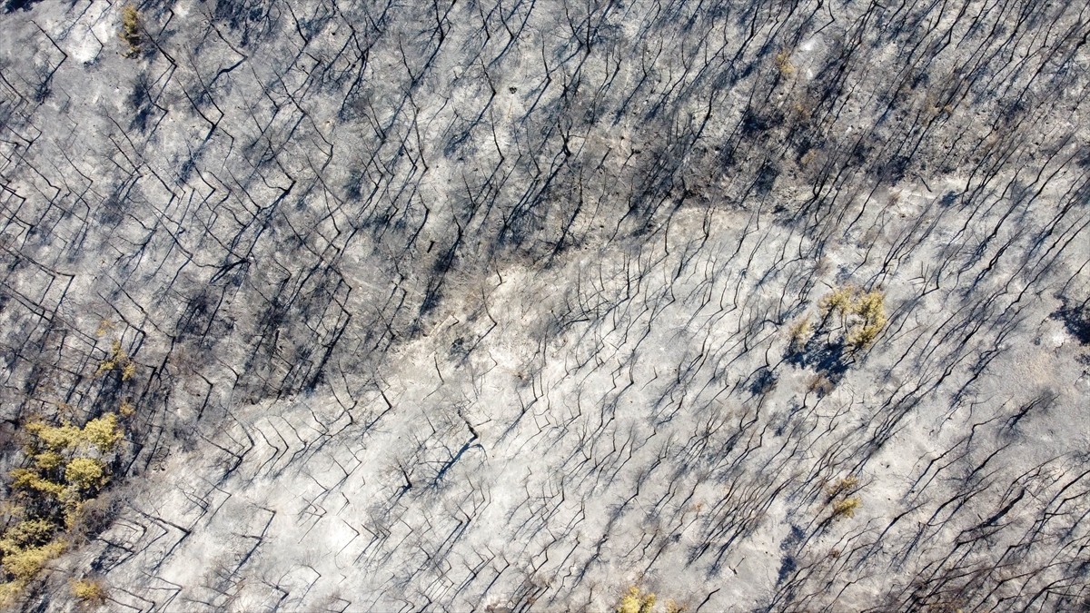 Uşak'ın Eşme ilçesinde otluk alanda başlayıp ormanlık alana sıçrayan yangında zarar gören alanlar...