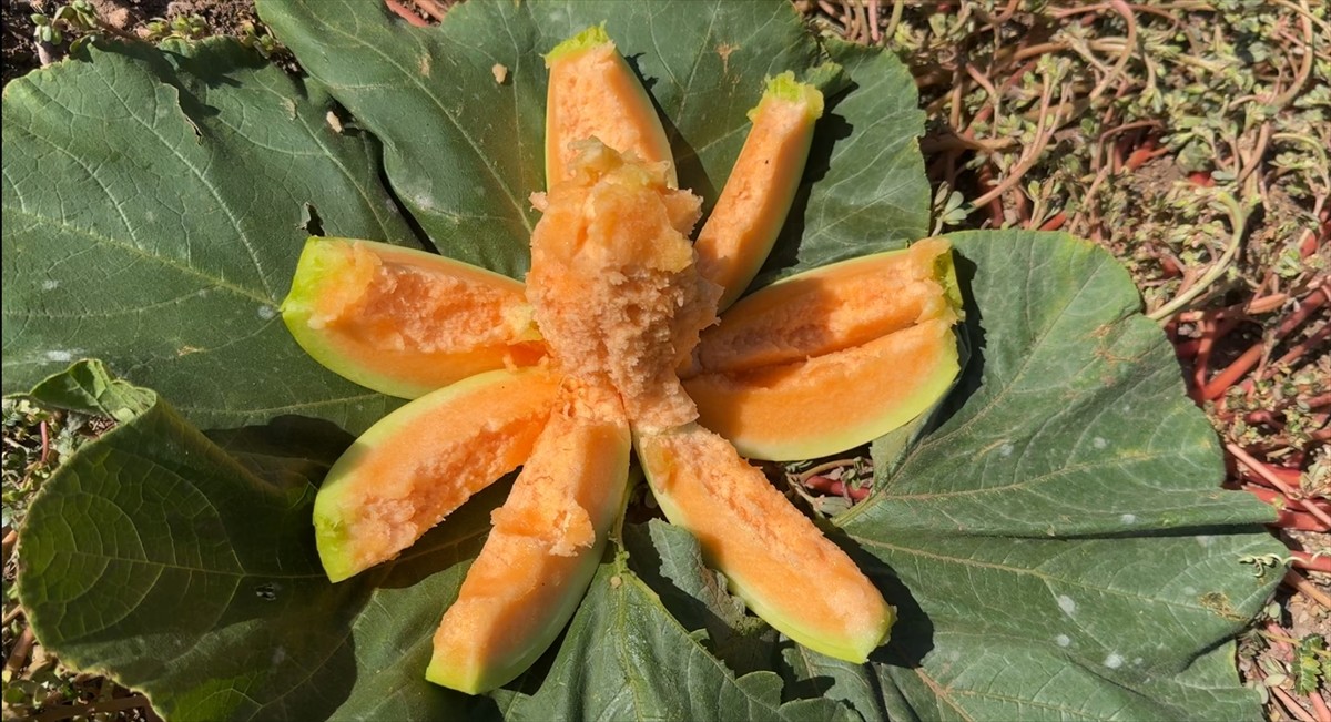 Yozgat'ın Aydıncık ilçesinde halk arasında "yer muzu" diye adlandırılan ilçeye özgü coğrafi işaret...