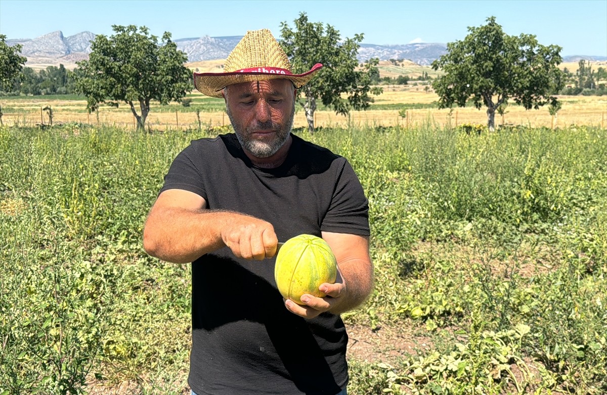 Yozgat'ın Aydıncık ilçesinde halk arasında "yer muzu" diye adlandırılan ilçeye özgü coğrafi işaret...
