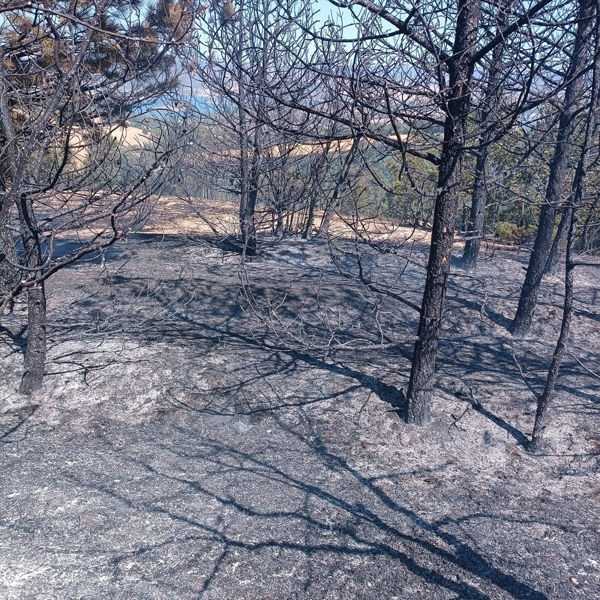 Yozgat'ın Çekerek ilçesinde, ormanlık alanda çıkan yangına müdahale ediliyor.  