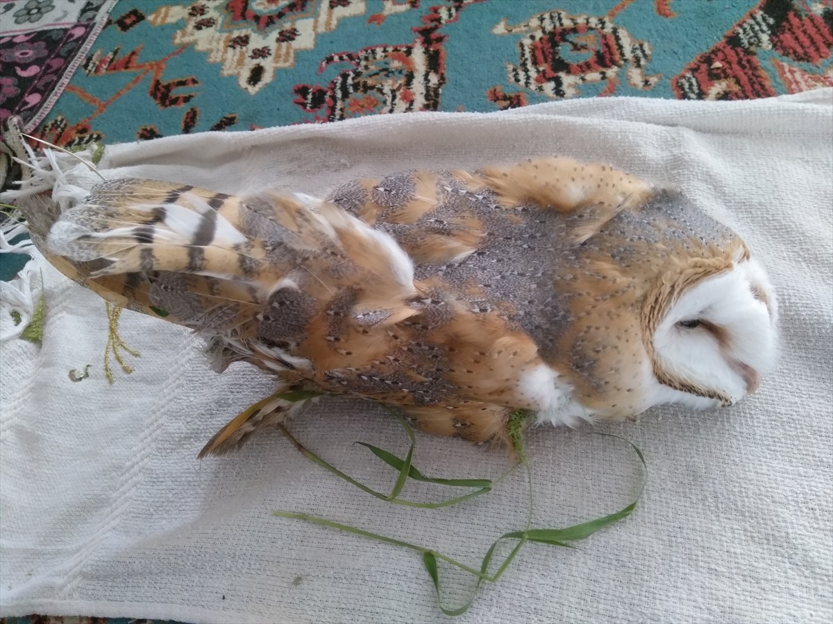 Amasya'nın Taşova ilçesinde arazide yaralı halde bulunan peçeli baykuş tedavi altına...