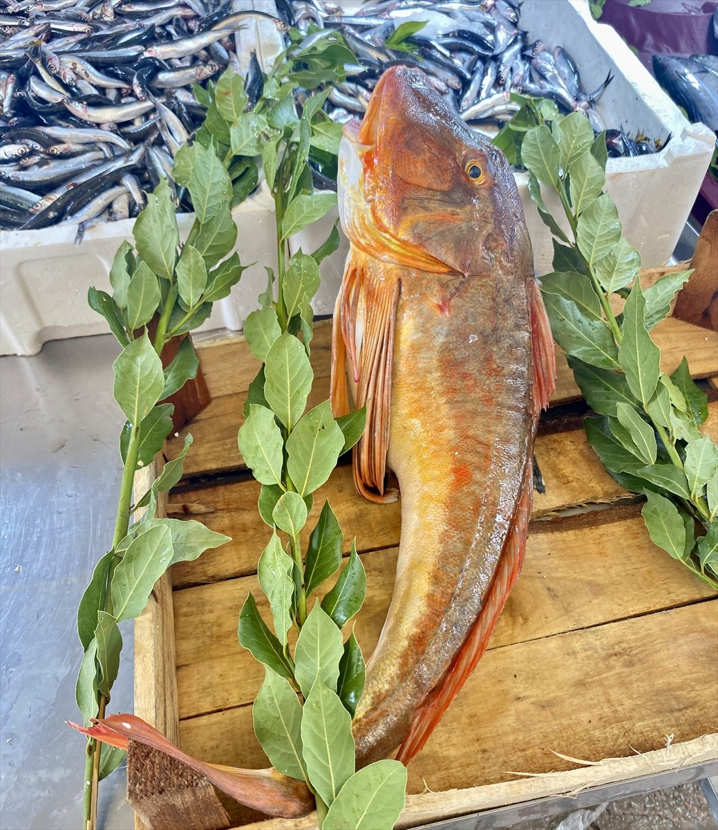 Sinop'un Türkeli ilçesinde balıkçıların ağına 4 kilogramlık kırlangıç balığı...