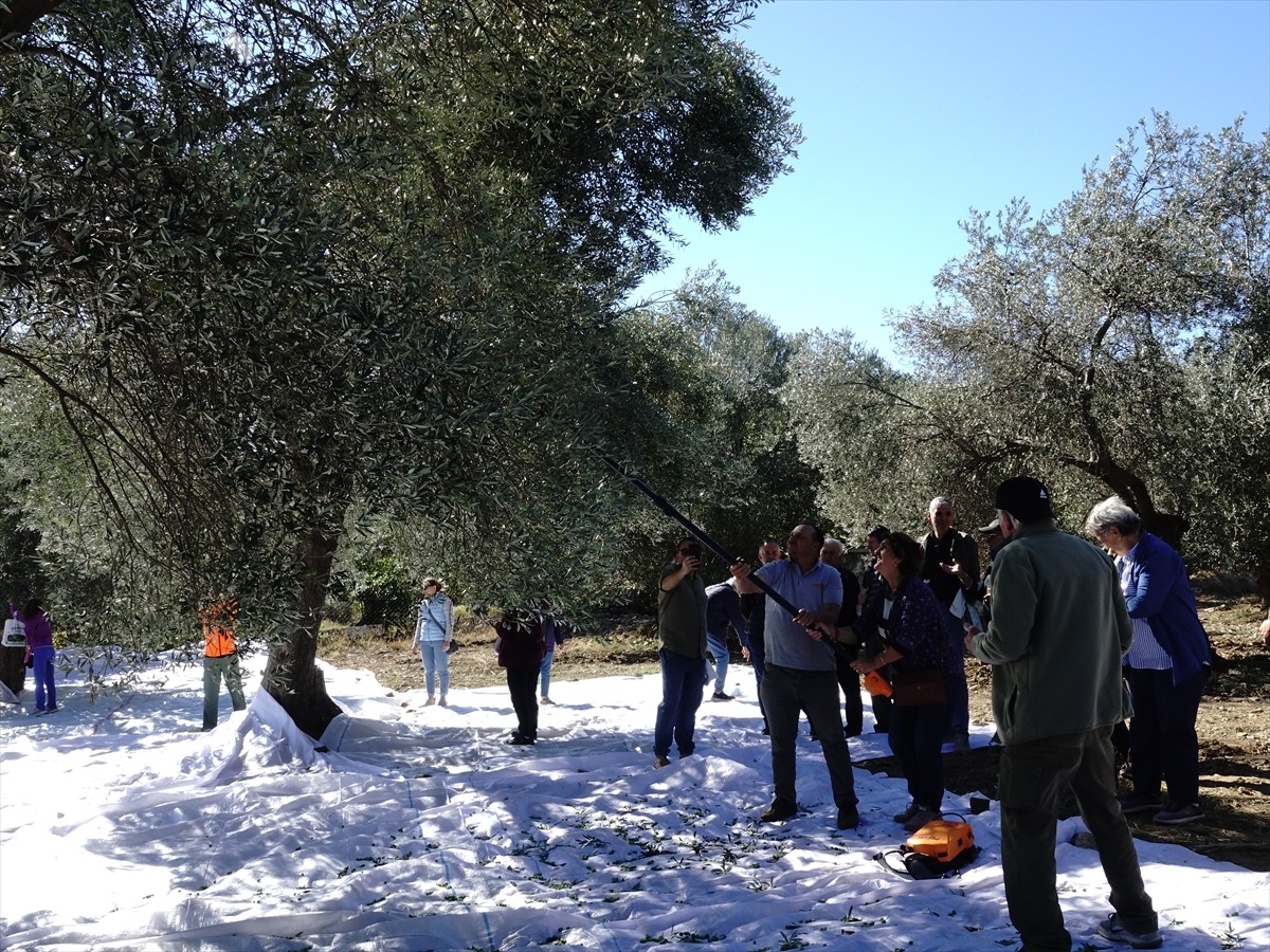 Balıkesir'in Edremit ilçesinde düzenlenen "Edremit Zeytinyağı Tadım Festivali" (Fest Olive...