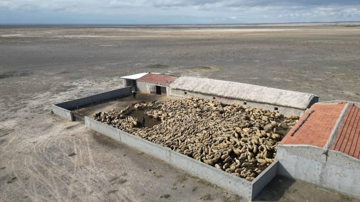 Konya'nın Ereğli ilçesinde çalınan 1200 küçükbaş hayvandan 1170'i jandarma ekiplerince bulunarak...