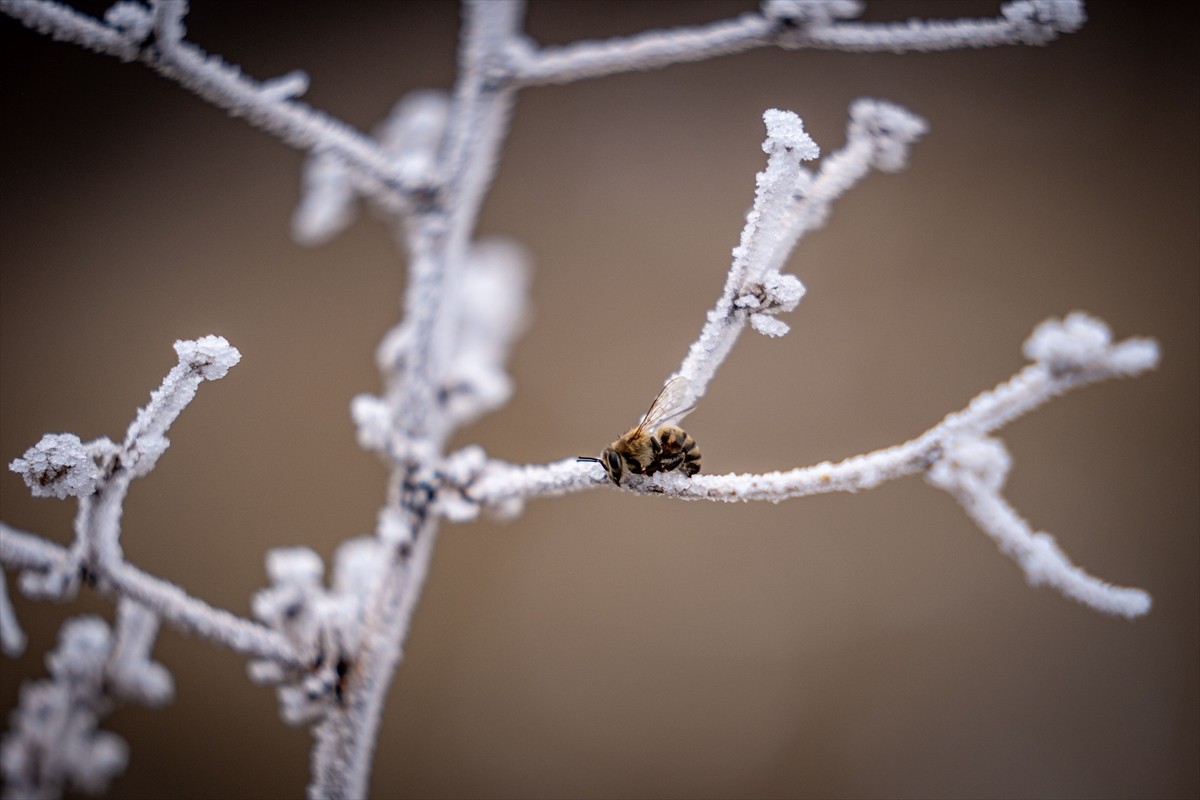 Kış mevsiminde dondurucu soğukların yaşandığı Erzurum'da arıcılar, sonraki sezon iyi verim almak...