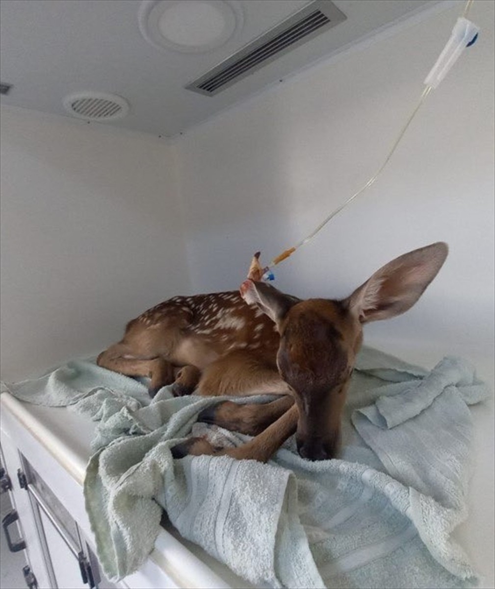 Afyonkarahisar'ın Sandıklı ilçesine bağlı Asmacık köyü yakınlarında yaralı halde bulunan kızıl...