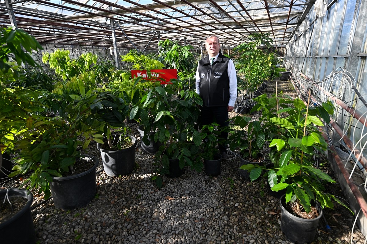 Antalya'daki Batı Akdeniz Tarımsal Araştırma Enstitüsü Müdürlüğü (BATEM), ilk denemeleri 90 yıl...