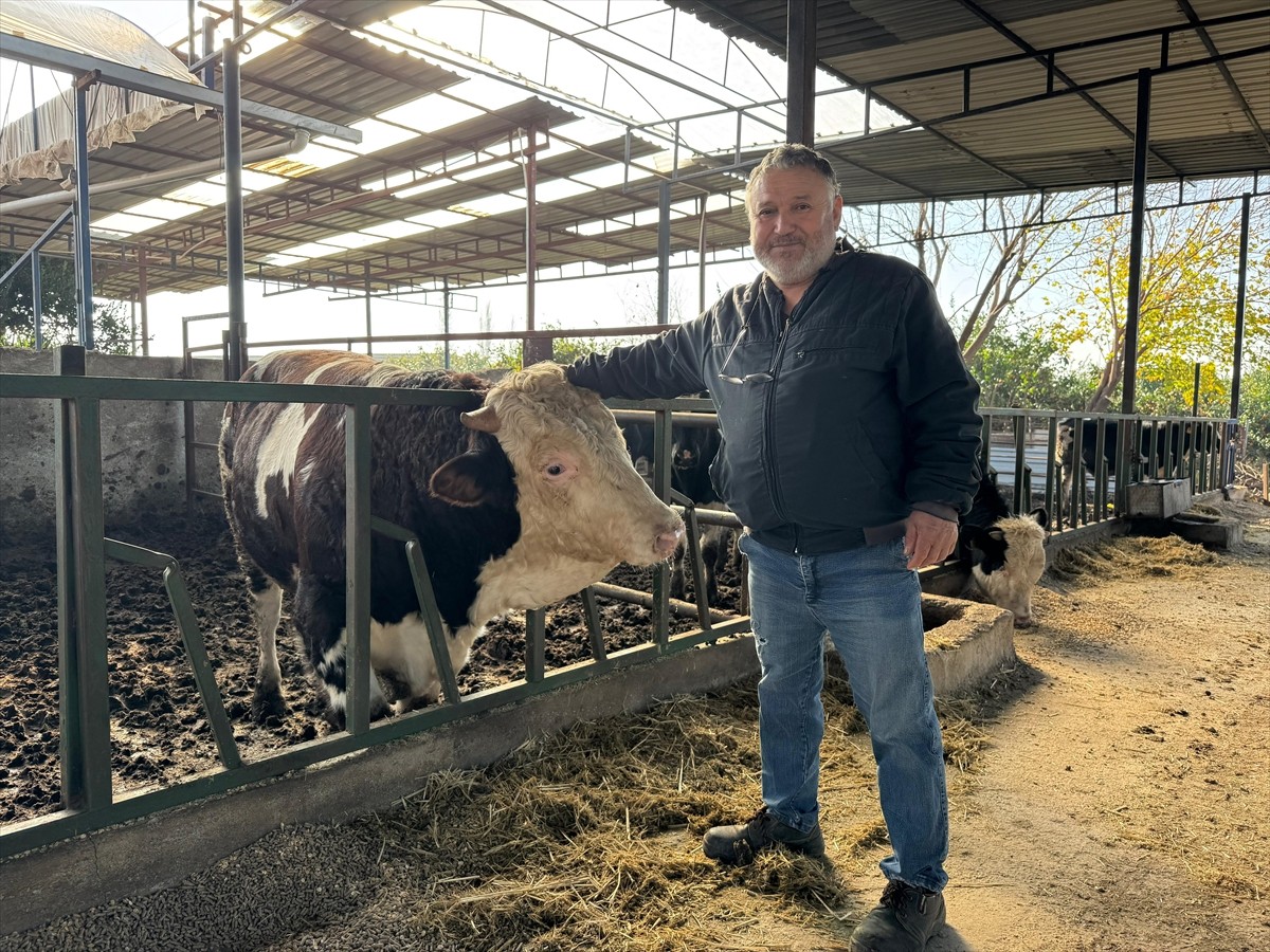 Aydın'ın Söke ilçesinde besicilik yapan Hidayet Sarı, ahırı temizlerken dana saldırdı. Olayda yara...