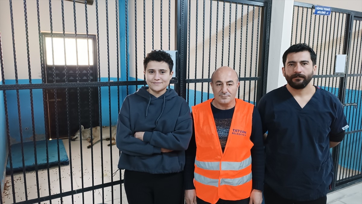 Bitlis'in Tatvan ilçesinde yol kenarında yaralı halde bulunan kurt, tedavisinin ardından doğaya...