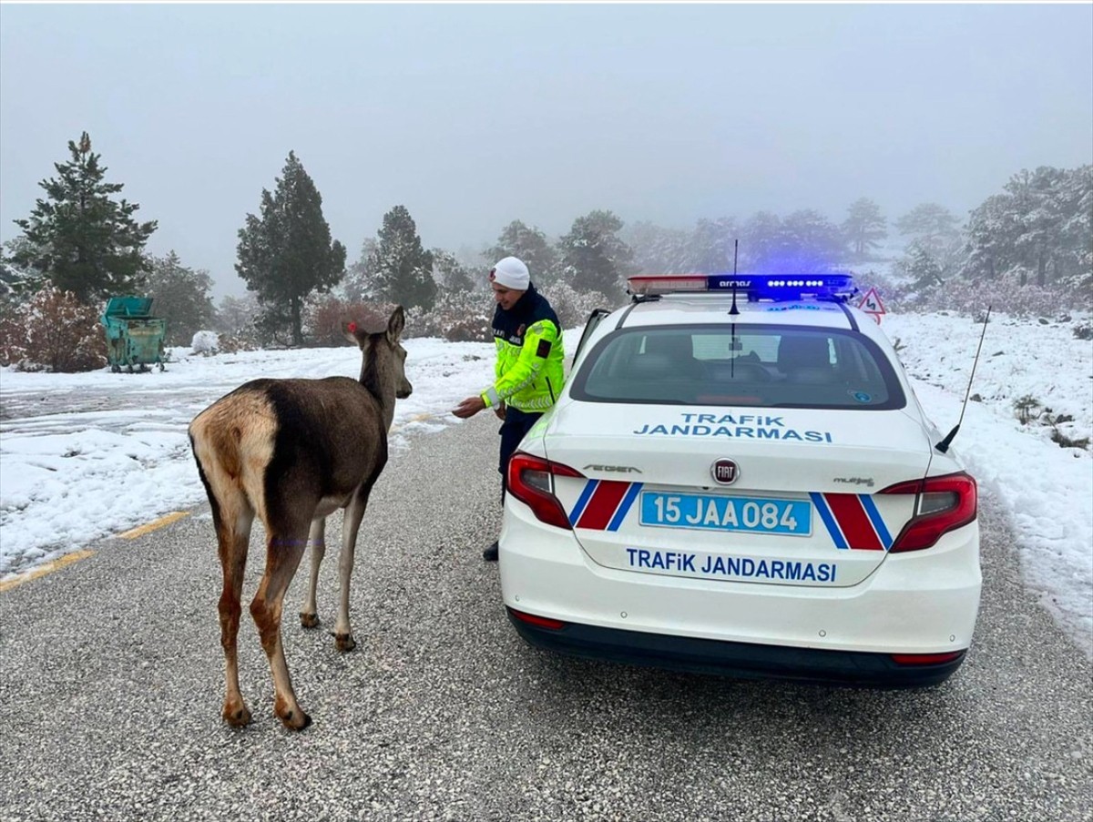 Burdur'daki Salda Gölü çevresindeki ormana salınan kızıl geyikler, karda besin ararken...