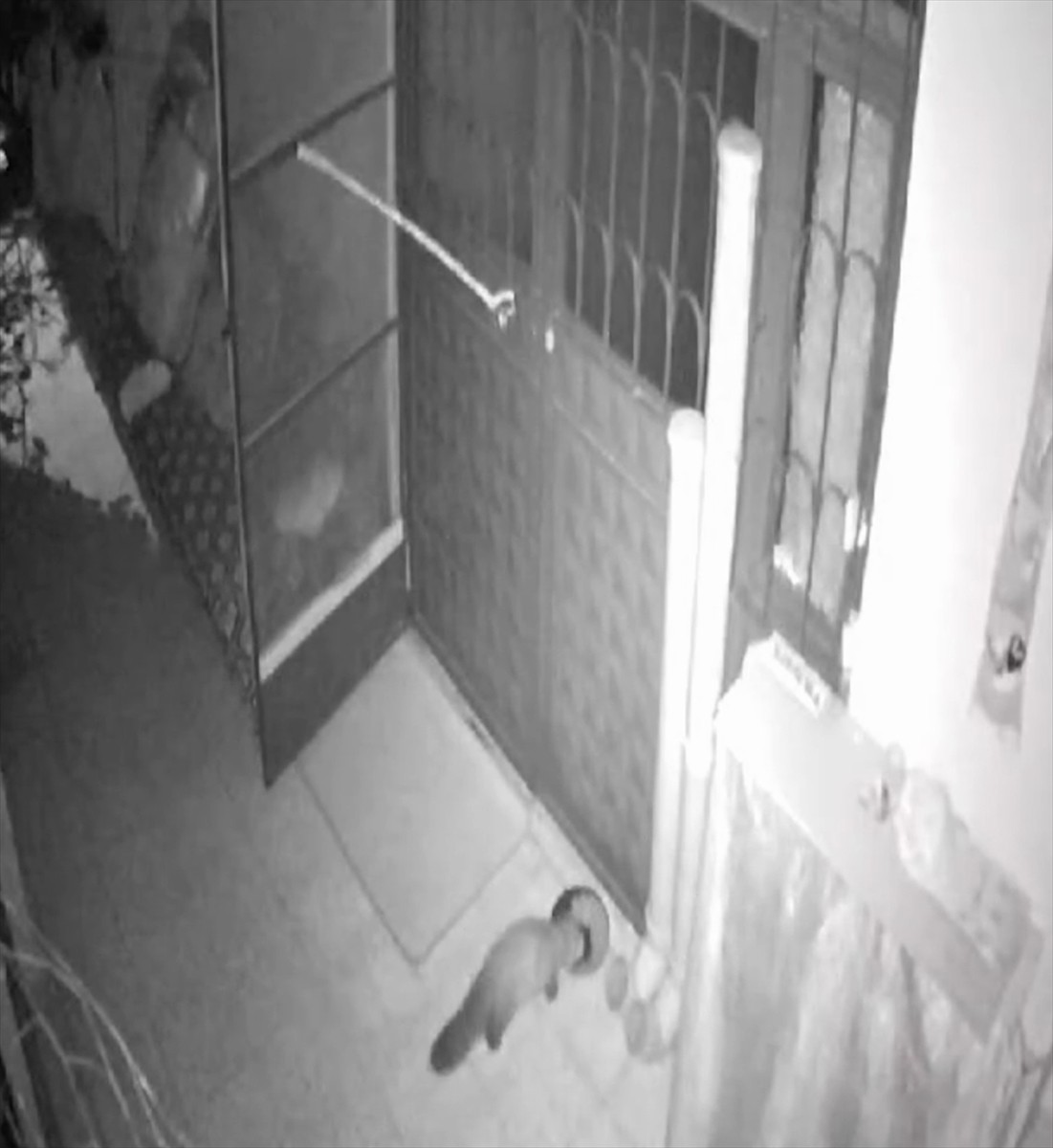 Elazığ'ın Keban ilçesinde sahipsiz kediler için evin avlusuna bırakılan mamaya tilki, sansar ve...