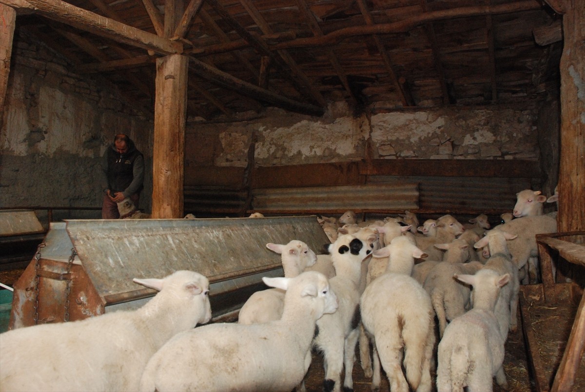 Eskişehir'in Seyitgazi ilçesinde bir çoban köpeği, kendi yavrusunun yanı sıra 6 kuzuyu...