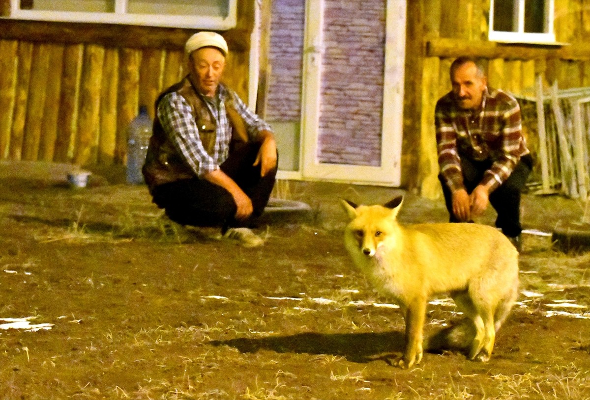 Kars'ın Sarıkamış ilçesinde soğuk ve kar yağışlı hava, yaban hayvanlarını olumsuz etkiliyor. Aşırı...