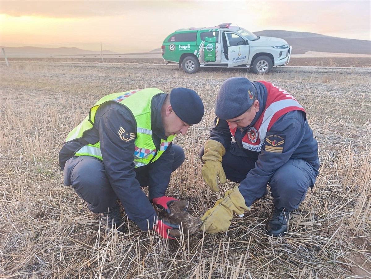 Kırıkkale'de jandarma ekiplerince bulunan yaralı şahin tedavi altına alındı.