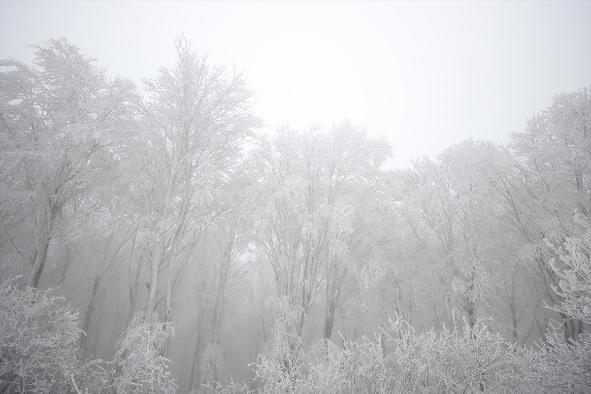 Kırklareli'nin yüksek kesimlerinde kar yağışı etkili oluyor. Demirköy ilçesinin Mahya Tepe...