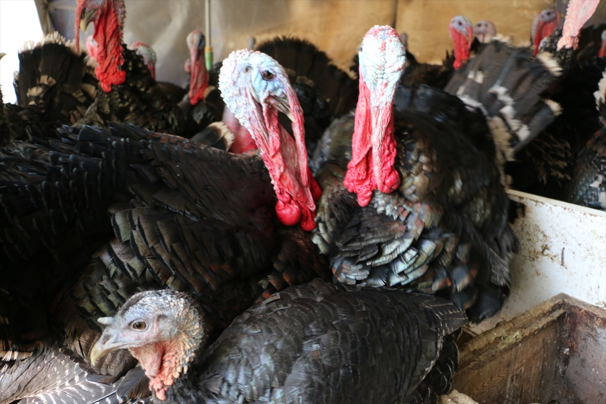 Kocaeli'nin Kandıra ilçesinde köy sakinlerince doğal ortamda yetiştirilen hindiler, yılbaşı...