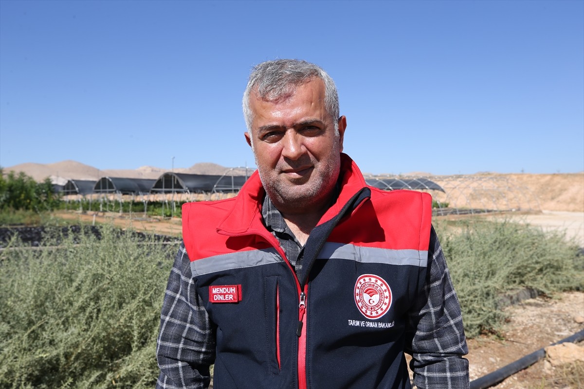 Mardin İl Tarım ve Orman Müdürlüğünün deneme bahçesinde, hayvancılıkta et ve süt verimini...